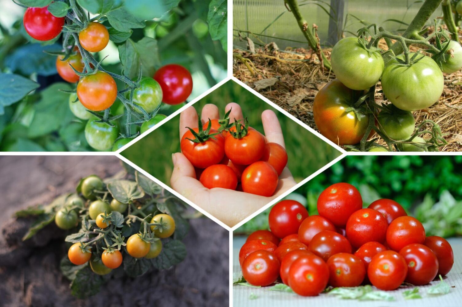 Які томати ніколи не хворіють на фітофтору