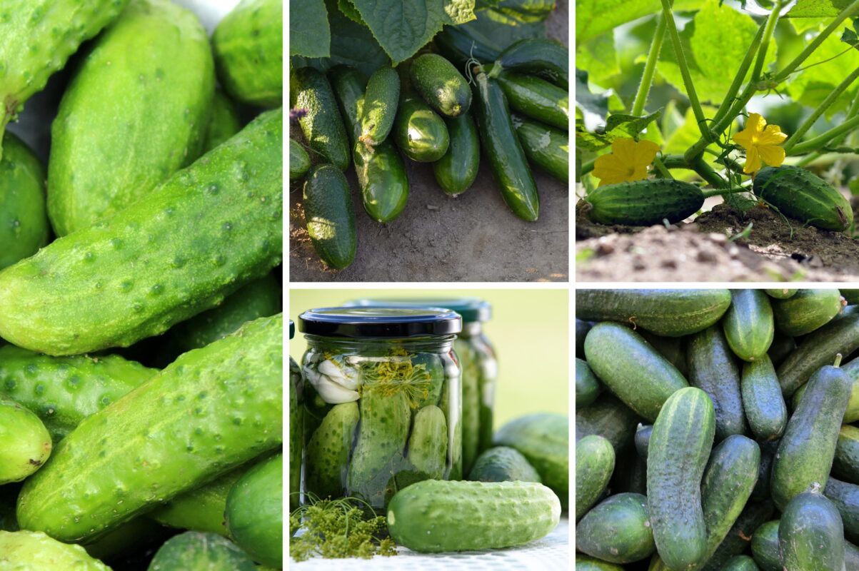 Аграрії назвали 5 найурожайніших сортів огірків 