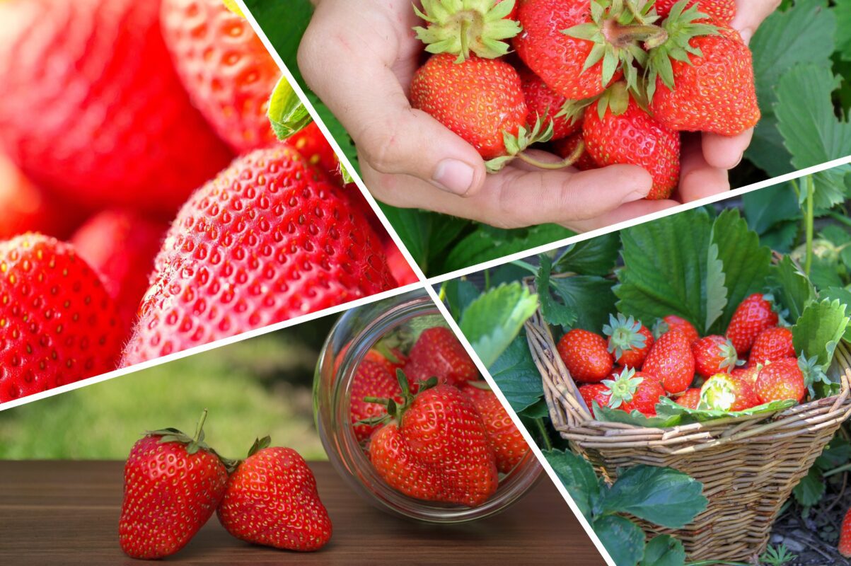 Садівники розсекретили найкращі сорти полуниці для вирощування в 2025-му