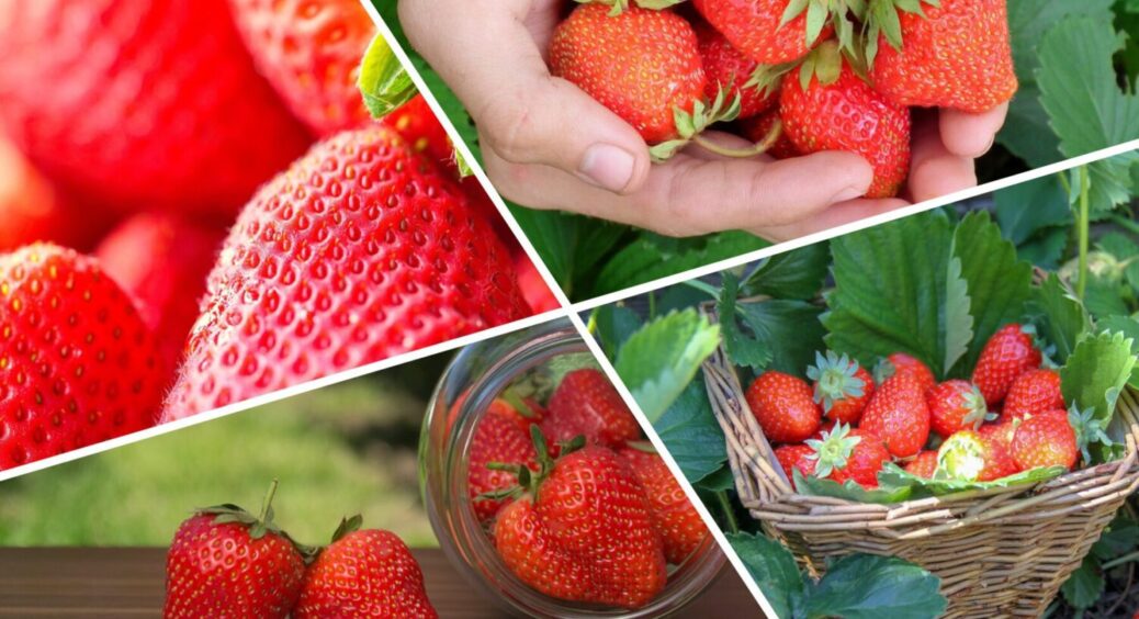 7 сортів полуниці, які не обсипаються у вітряну погоду – результати “тестів” у трьох областях 