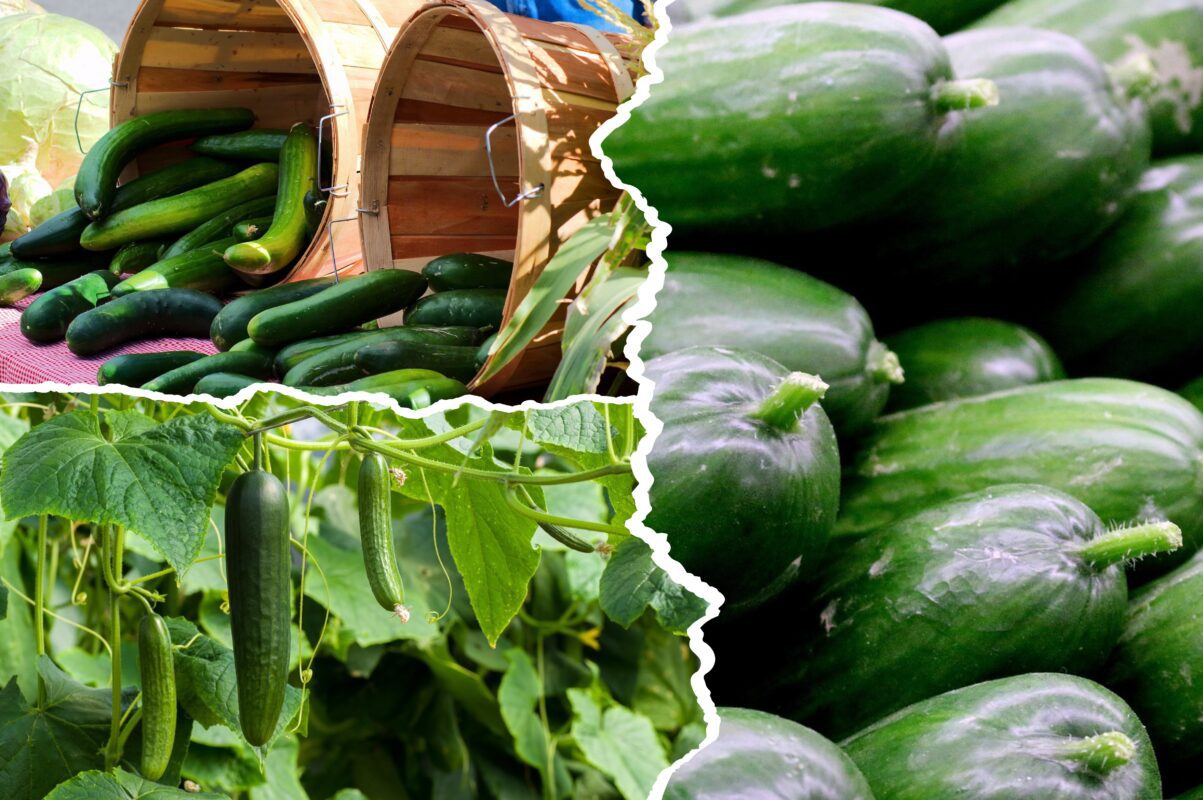 Городники розповіли, як врятувати огірки від спеки влітку