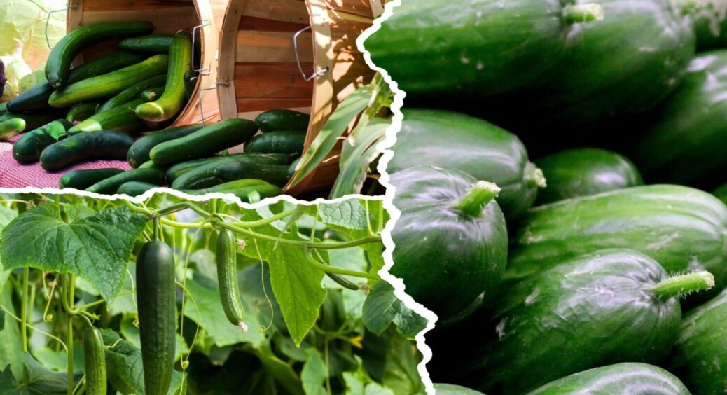 Огірки у спеку можна врятувати тільки так: 1 ложка у лунку – і плоди не гірчать 