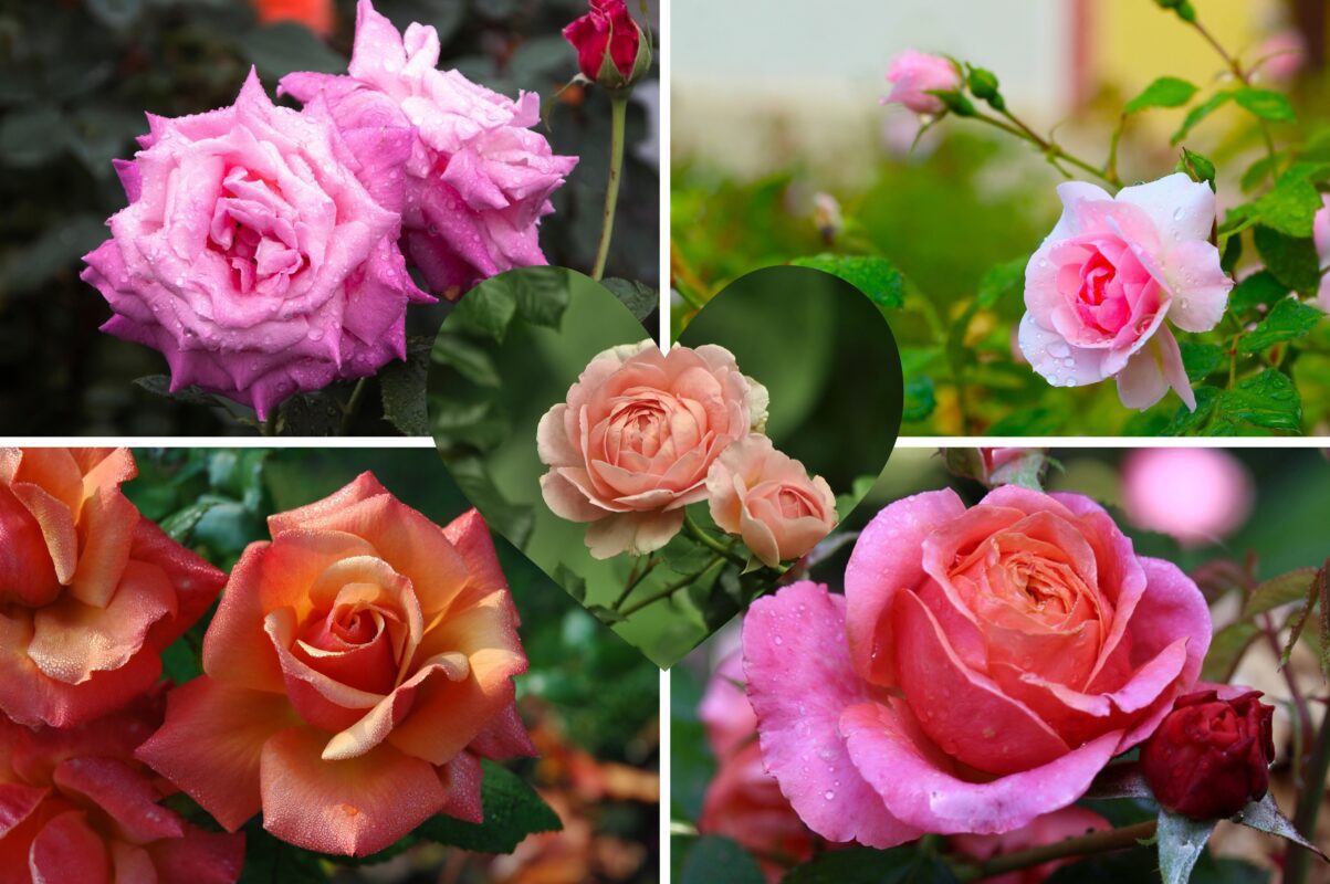 Садівники розсекретили, як омолодити кущі троянд для рясного цвітіння