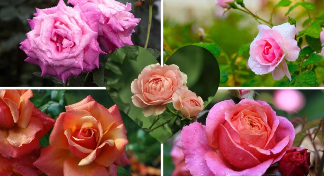 1 ложка і троянда оживе! Як омолодити кущі квітки бюджетним розчином – знадобиться сода 