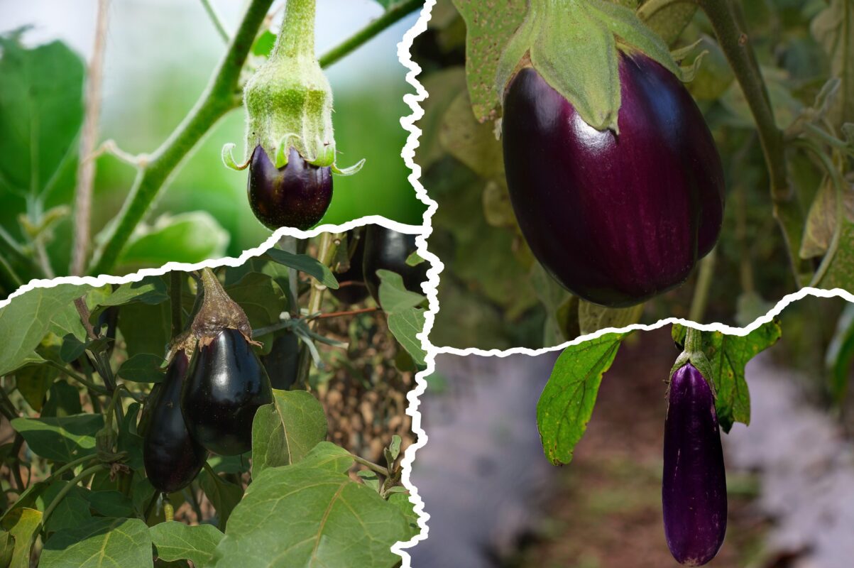 Садівники пояснили, для чого потрібно удобряти баклажани содою