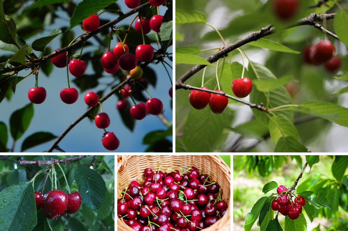 Агроном розповів, як підвищити врожайність вишні в наступному році