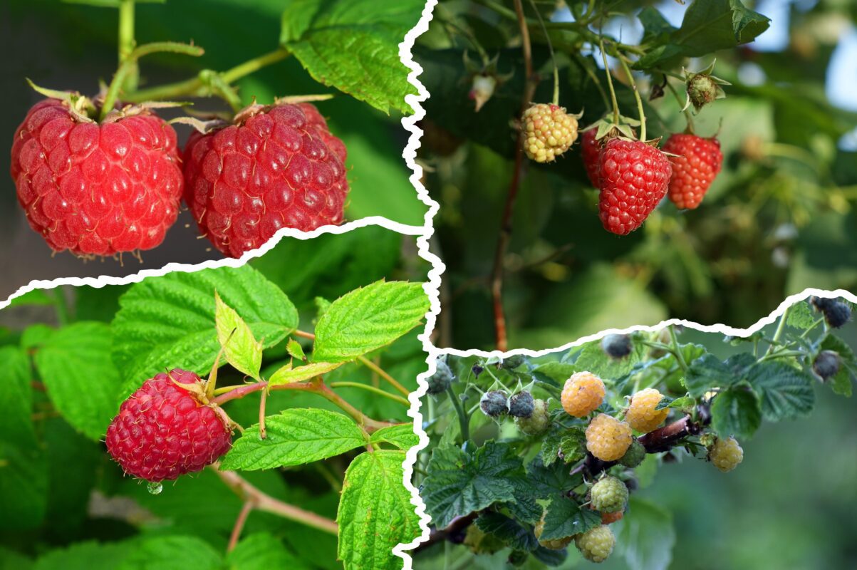 Садівники розповіли, чим підгодувати малину, щоб виросла солодкою й великою