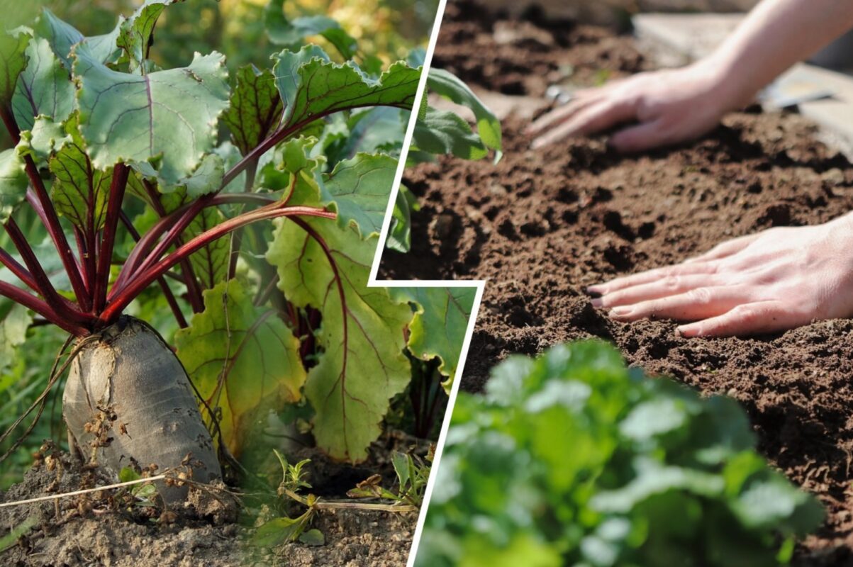 Садівник назвав найкращі сорти буряків, які варто висадити у 2025-му