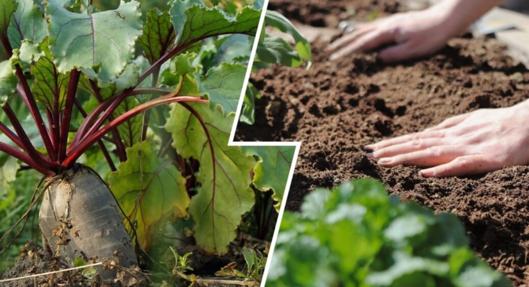 2 рослини (друга) для буряка: що посадити біля нього, щоб зібрати МЕГА врожай і тих, і тих 