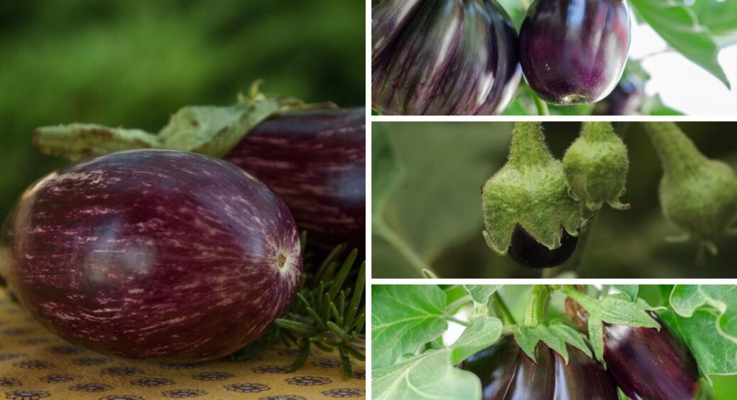 Ці 2 речі з баклажанами роблять на Одещині, і вони ніколи не гірчать: аж злегка солоденькі 