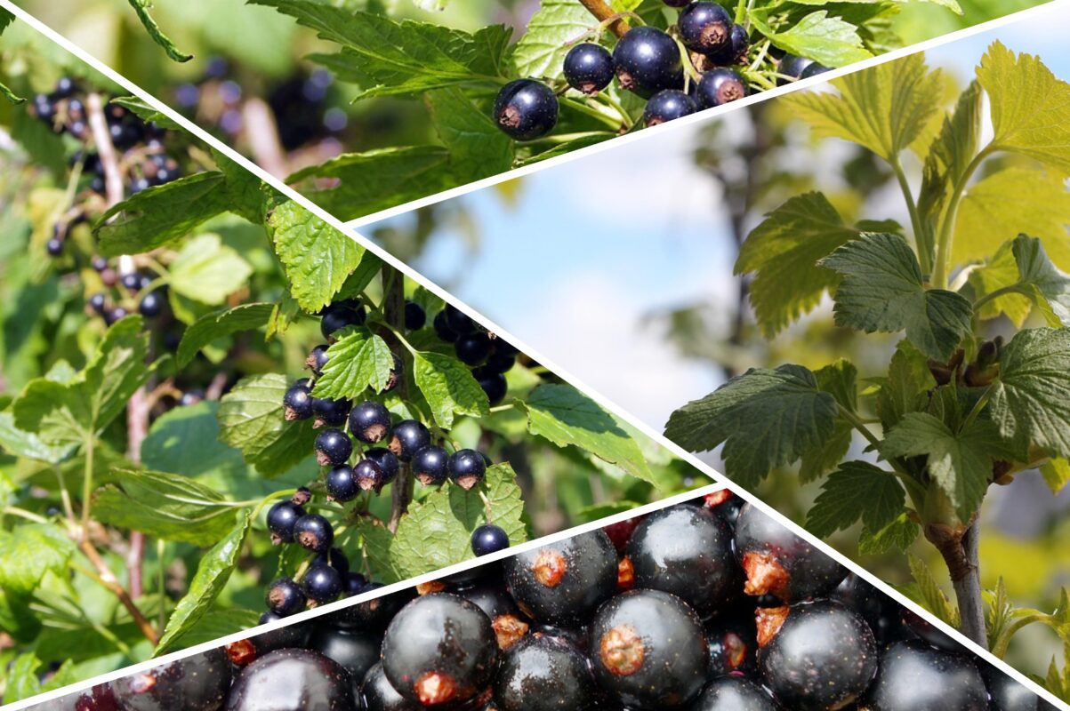 Садівники розповіли, чим підживити смородину в червні для більшого врожаю