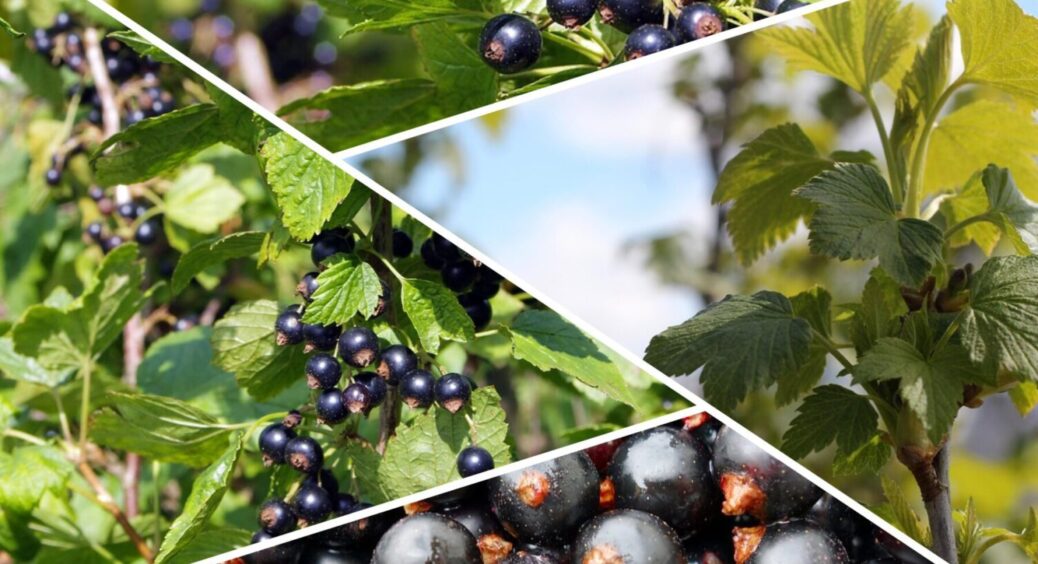 Щоб врожаю було “море” – 1 проста дія: чим підживити смородину в червні на Одещині 