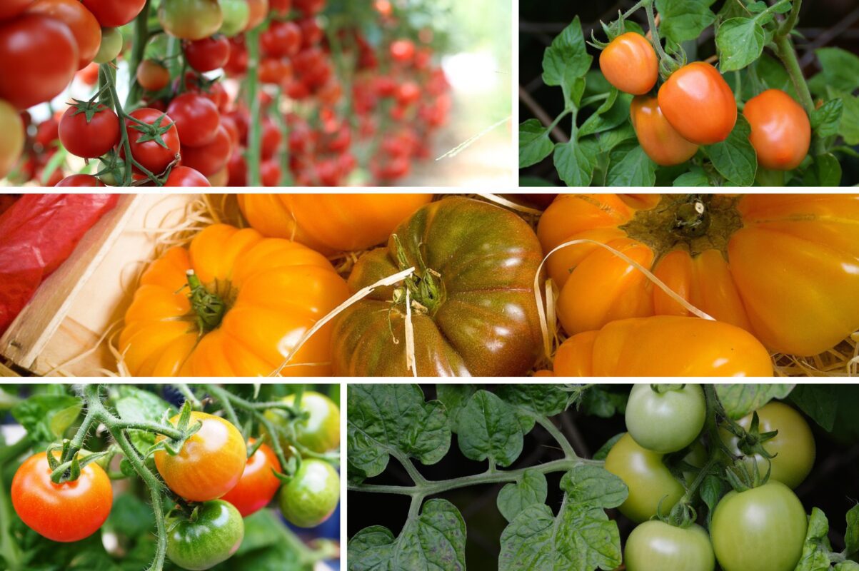 Городники назвали найкращий сорт томатів для їжі