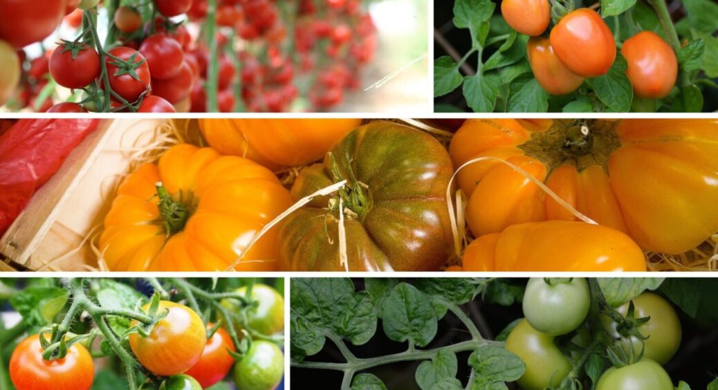 Новий рейтинг врожайності: цей сорт томатів для їжі б’є всіх конкурентів по всіх показниках 