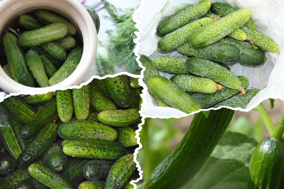 Агрономи розсекретили найврожайніші сорти огірків для вирощування