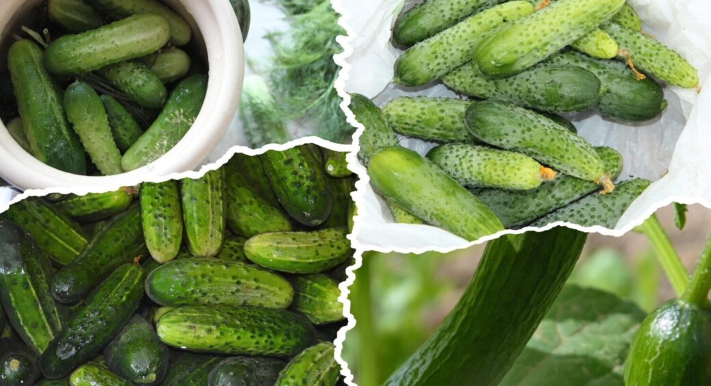 Знайшла “царський” сорт огірків: урожай — 20 кг/кв.м, не боїться кладоспоріозу та мозаїки 