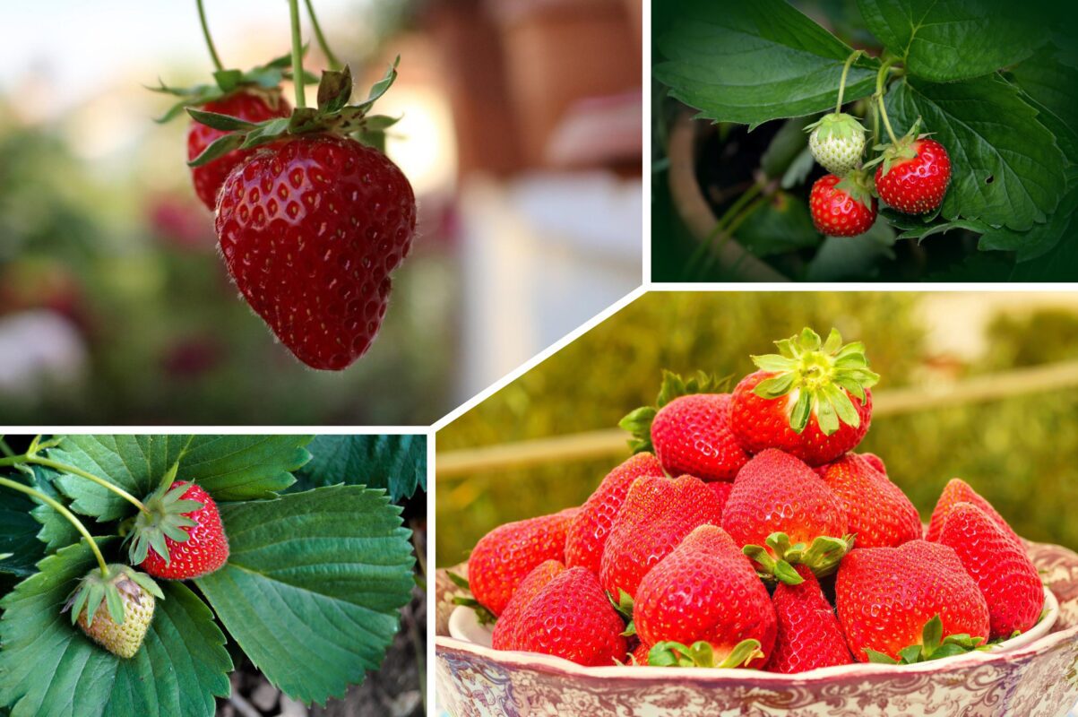 Садівники розповіли, чим полити полуницю в червні для багатого врожаю