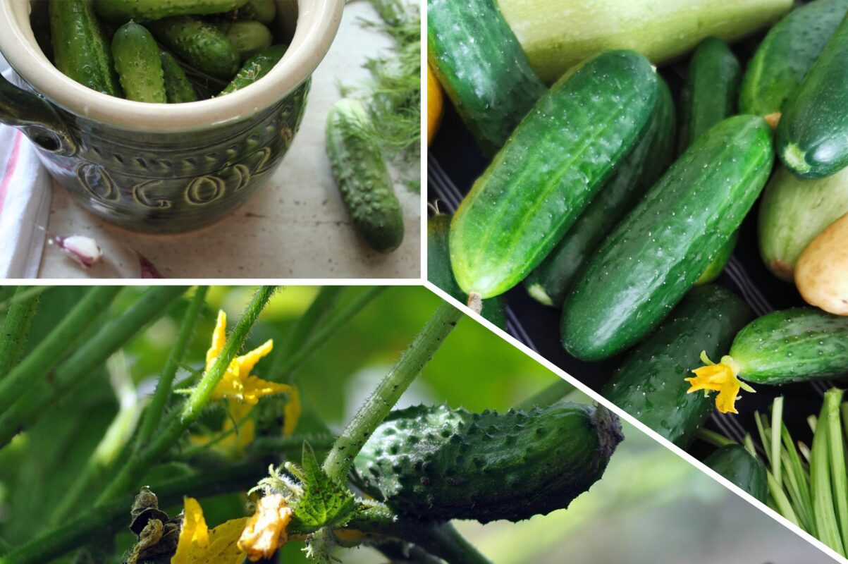 Агрономи назвали найкращі сорти хрумких огірків для салатів