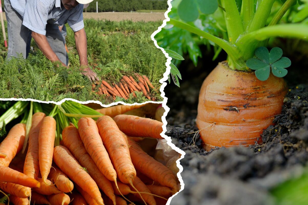 Агрономи назвали найвдаліший сорт моркви для вирощування