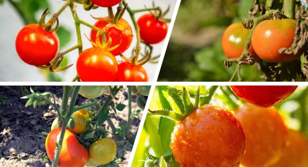 Як доглядати за томатами в серпні-2025: ТОП-3 секрети від херсонських садівників 
