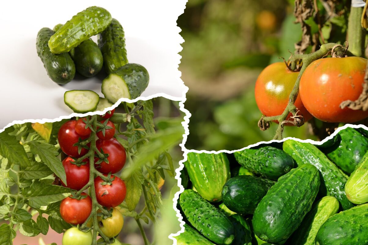 Городники розповіли, коли поливати город у 2025-му