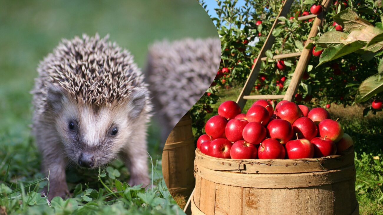 Експерти розповіли яку небезпеку може нести їжак на вашій ділянці