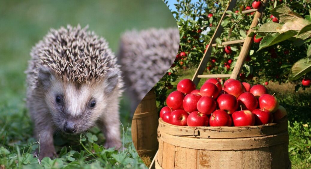 Якщо є їжаки – врожаю не буде: як ці “милі” тварини шкодять рослинам в саду і як їх прибрати 