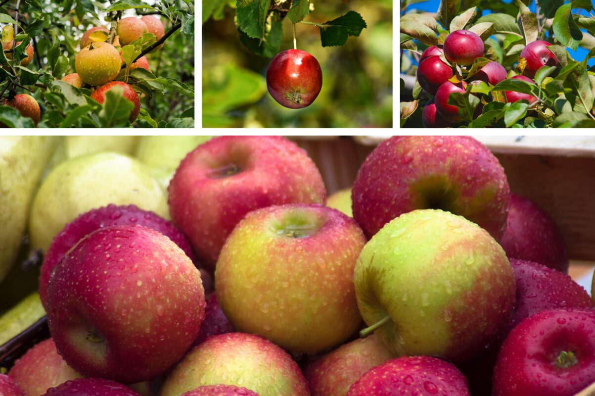 Садівники розповіли, що зробити з яблунею в червні, щоб зібрати великий врожай