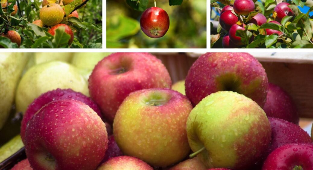 1 дія – і величезні яблука у вас в кишені: що зробити з яблунею в червні 2025 