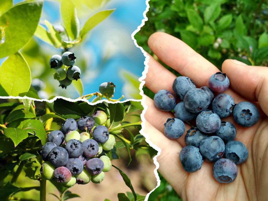 Садівники розсекретили, як отримати великий врожай лохини вже в 2025-му