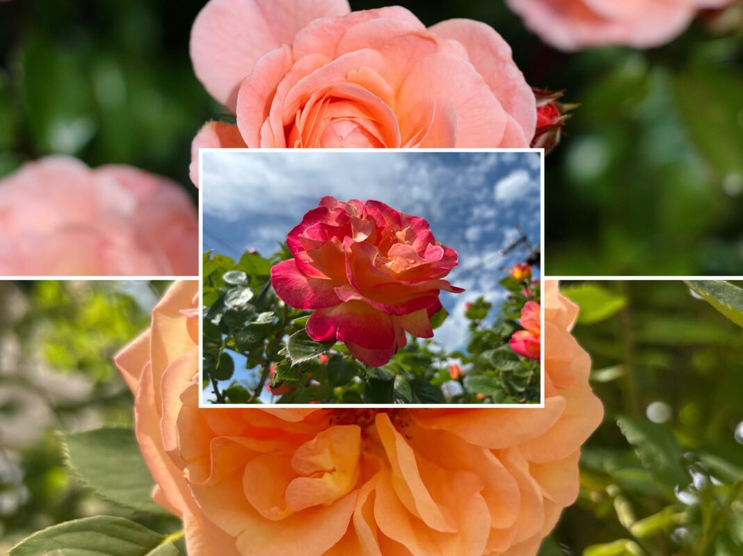 Садівники розповіли, чим полити кущі троянд, щоб вони квітнули все літо