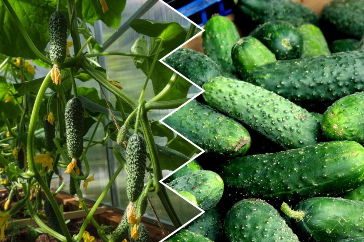 Городники розповіли, чим полити огірки після садіння у відкритий ґрунт