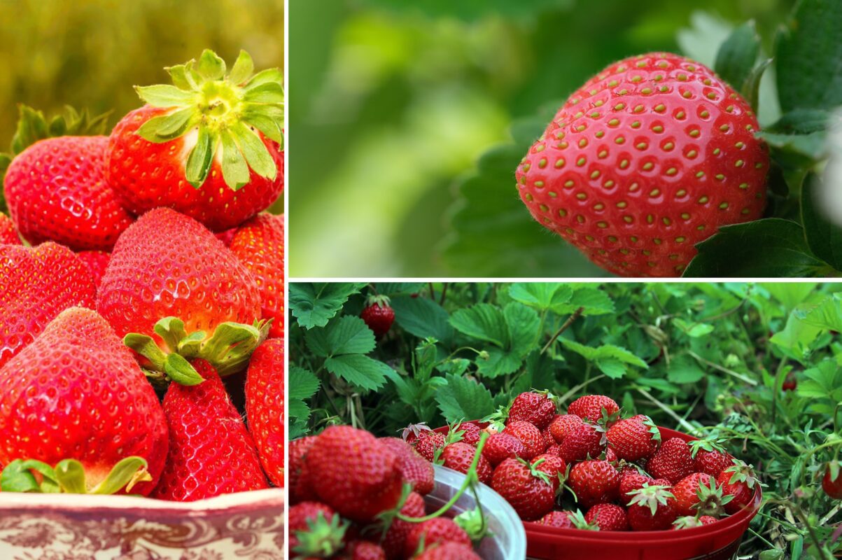 Як захистити полуницю від хвороб та шкідників влітку
