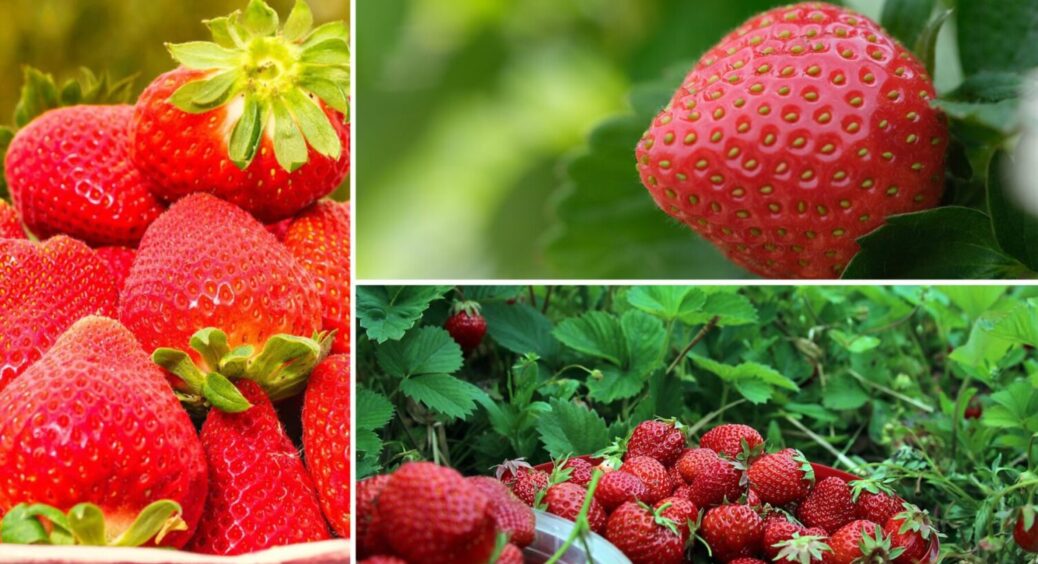 Ось що роблять на Одещині, щоб захистити полуницю від шкідників – вирішить одразу усі проблеми 