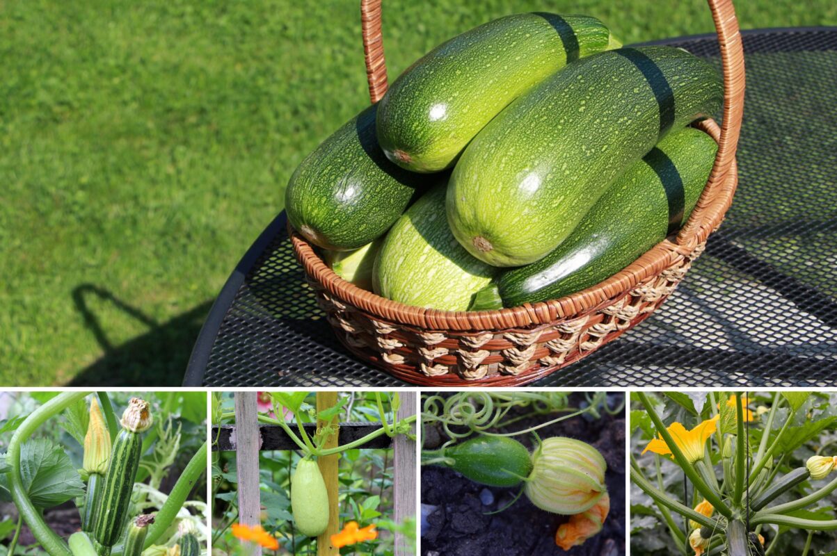 Агрономи назвали три посухостійкі сорти кабачків, які дають високий врожай