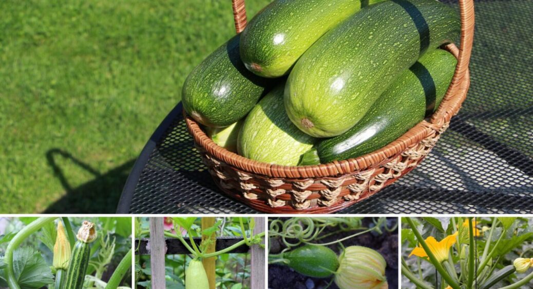 Супер-варіант для спекотного літа: 3 посухостійкі сорти кабачків, яким майже не потрібна вода 