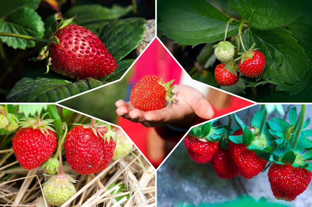 Садівники розсекретили найбюджетнішу та найефективнішу підживку для полуниці