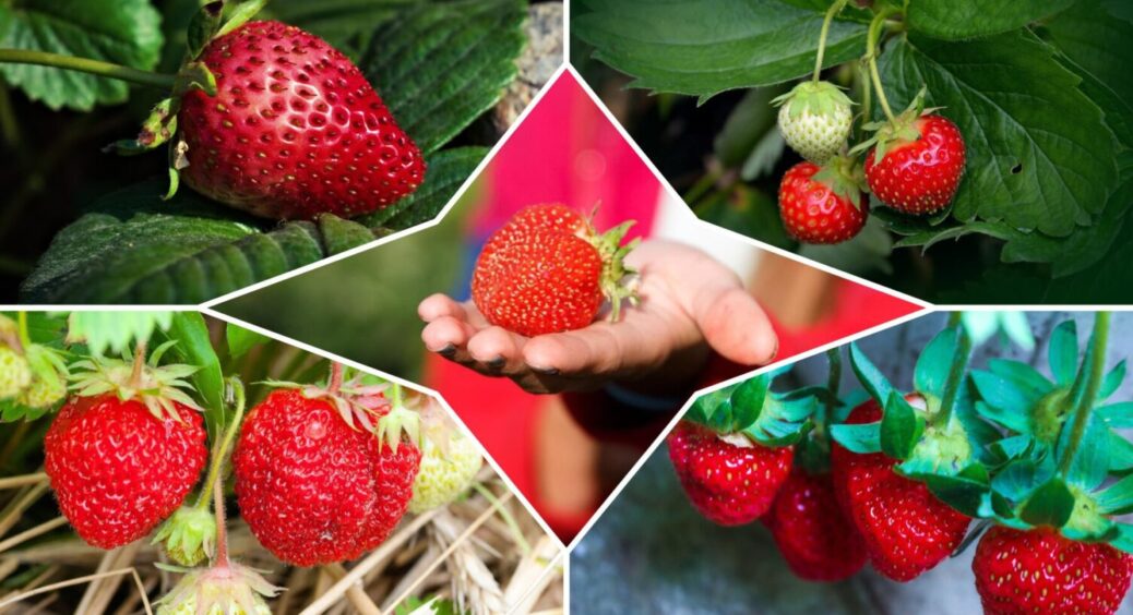 Стоп добривам! 1 жменя цього з кухні – і полуниця заходить на друге коло плодоношення 