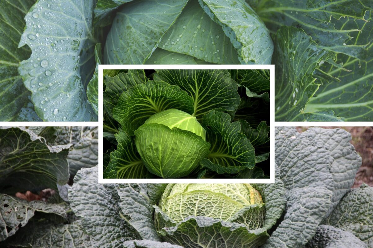 Агроном розповів, чим обробити капусту від шкідників