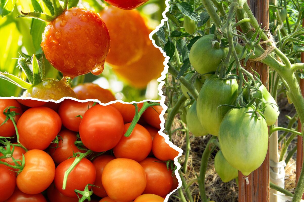 Агрономи назвали сорт томатів, який дає рекордний врожай щороку