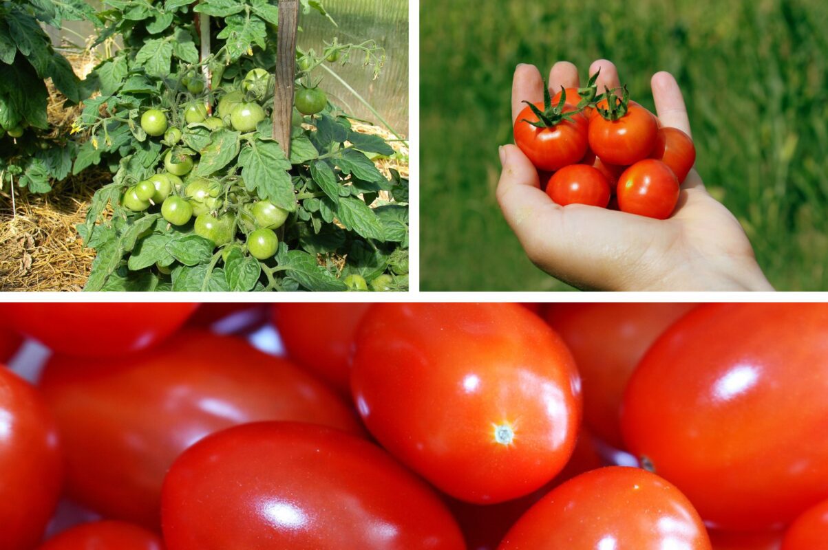 Як позбутися вершинної гнилі на помідорах - простий спосіб