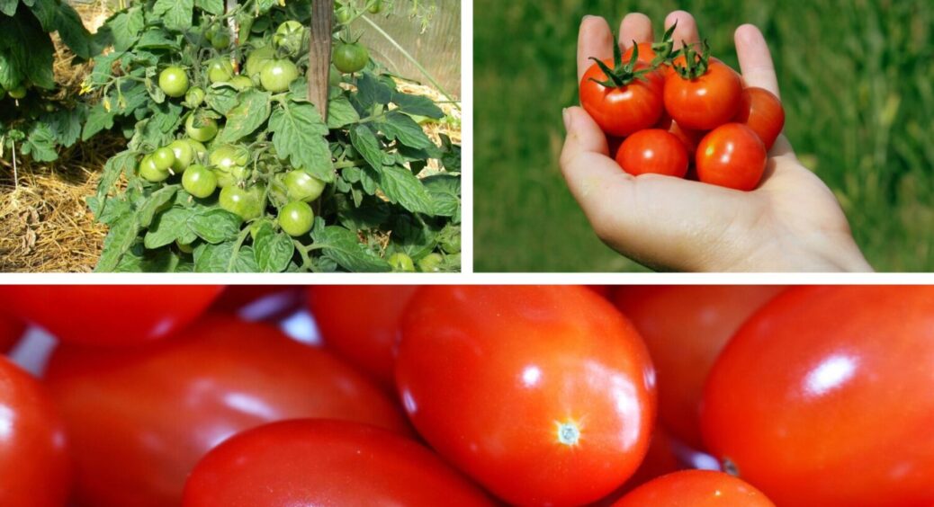 Мій дідусь-киянин завжди тримає це під рукою, і на помідорах ніякої гнилі: 1 дієвий прийом 