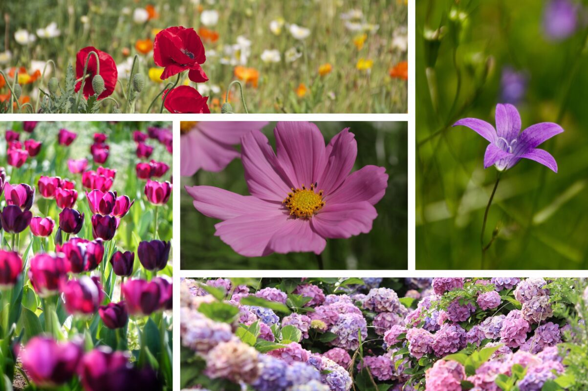 Садівники назвали рослини для саду з позитивною енергетикою