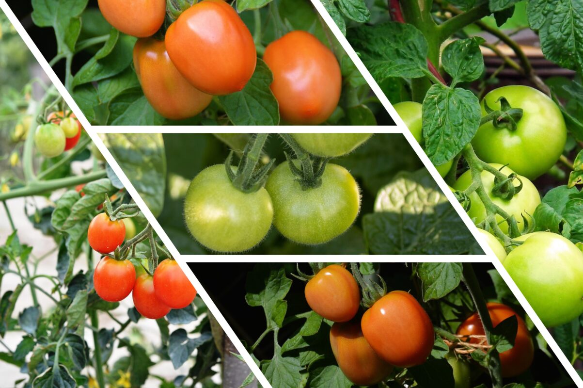 Городники розповіли, що зробити з помідорами в червні, щоб вони виросли великими