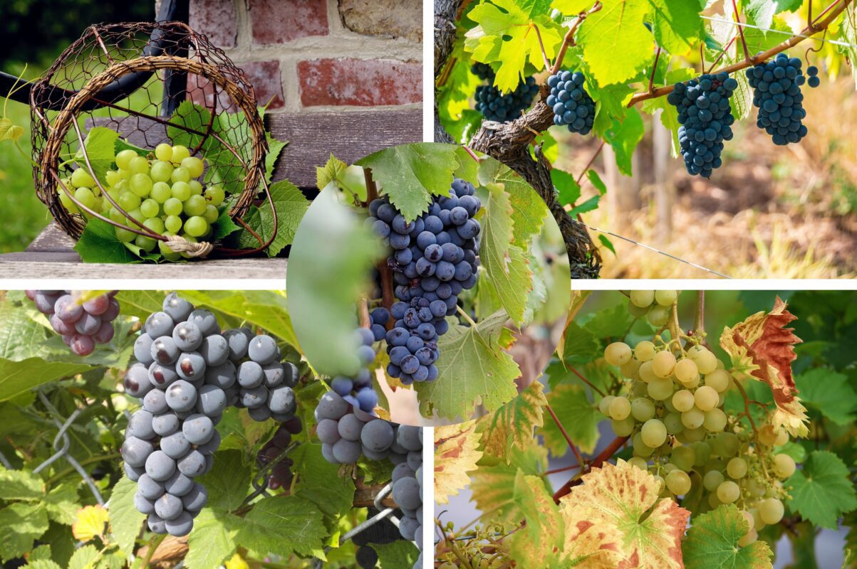 Чому у липні жовтіє листя на винограді