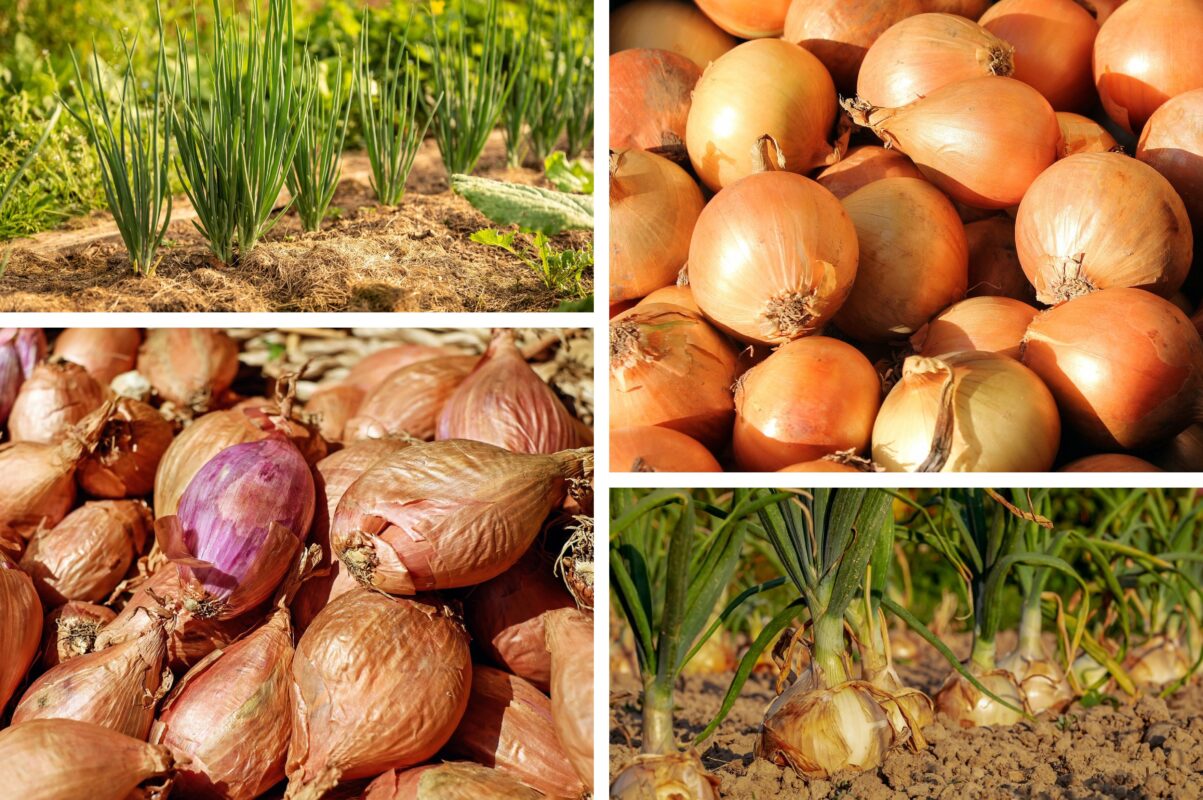 Садівники пояснили, які рослини 100% не варто садити після цибулі