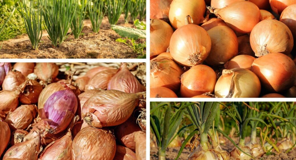 Цибулька з грядки смакує краще – більше не купую: як підвищити врожайність овочу вдвічі 