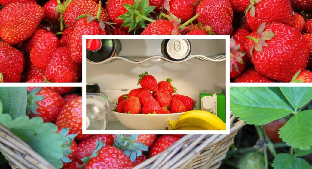6 способів, як це зробити: полуниця буде довго свіжою й солодкою – як правильно зберігати ягоди 