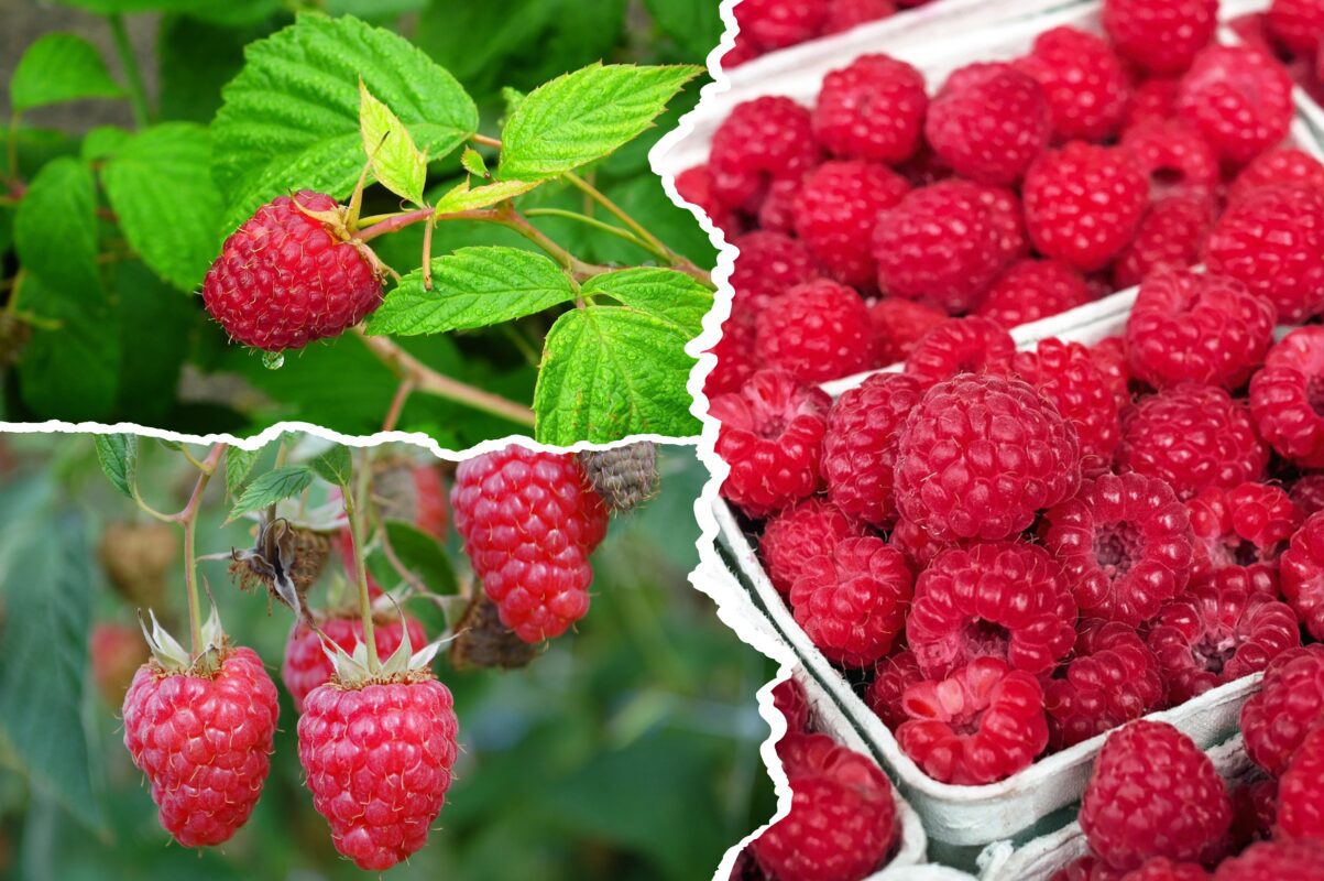 Садівники розсекретили список рослин, які знижують врожайність малини