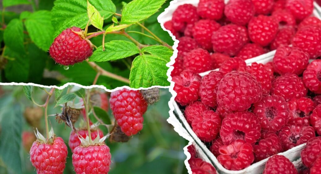 Не садіть ці 9 рослин біля неї: які культури знижують врожай малини – забудьте про них в 2025 